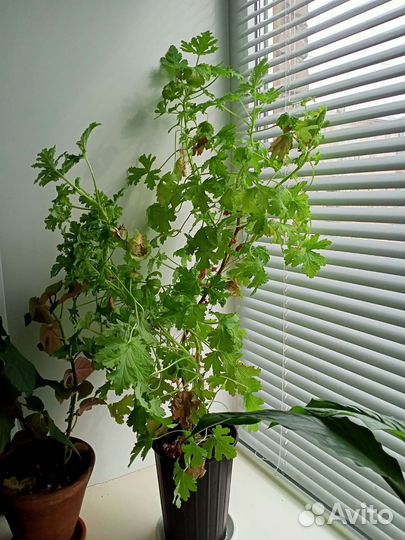 Комнатные цветы