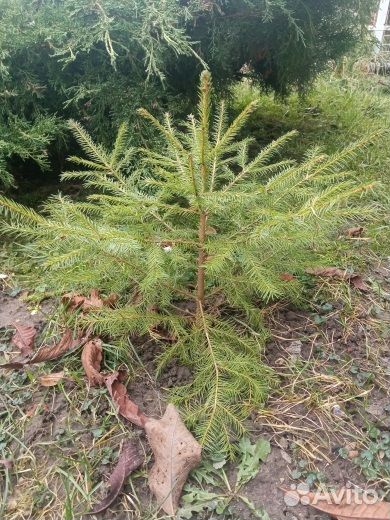Саженцы ели