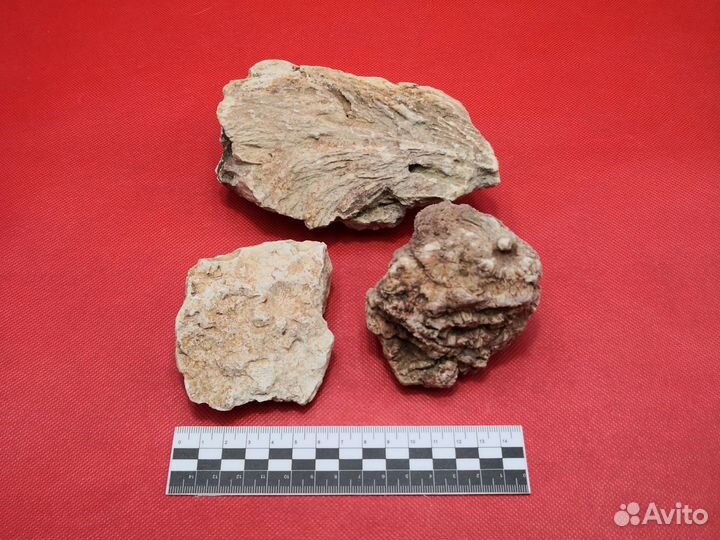 Окаменелости дна моря. Р.Аложа