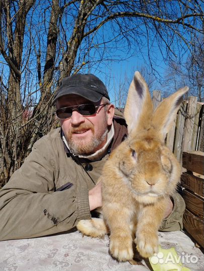 Крольчата 2-3 месяца