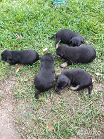 Той-терьер щенки