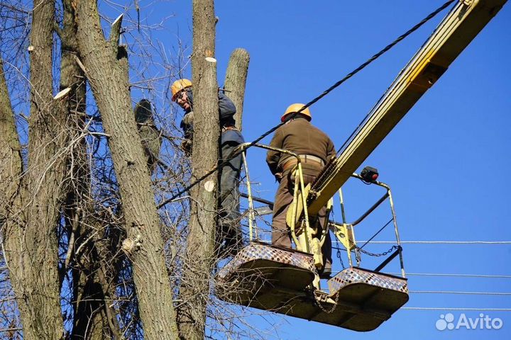 Отдам опил деревьев(самовывоз)