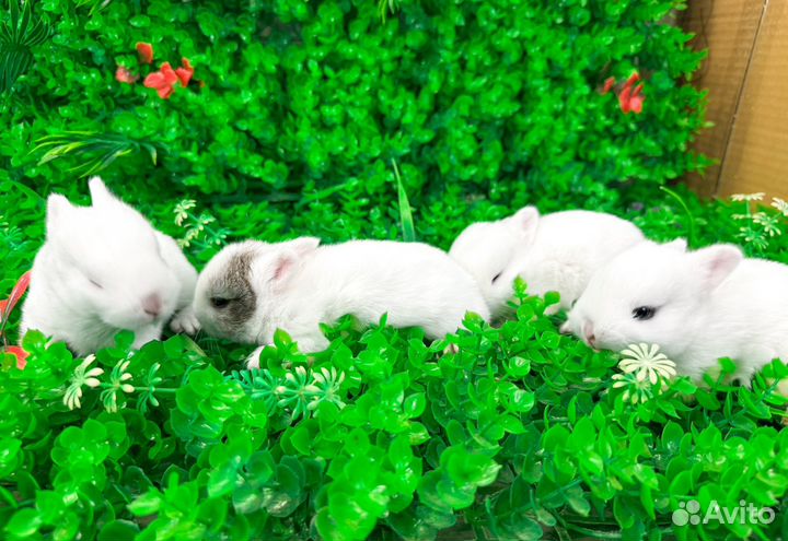 Мини карликовый кролик - самый маленький и ручной