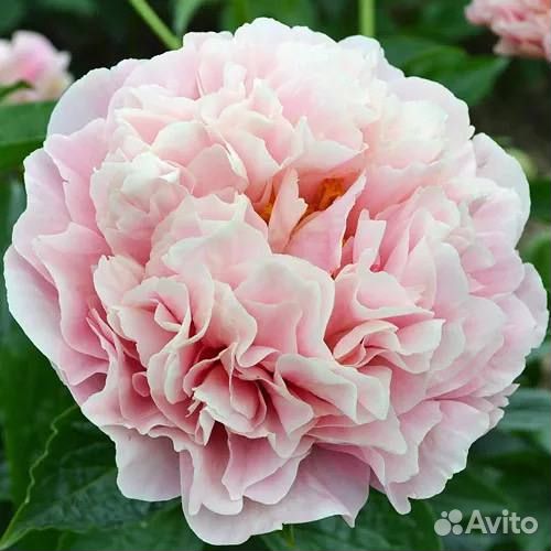 Пион Дролла саженцы