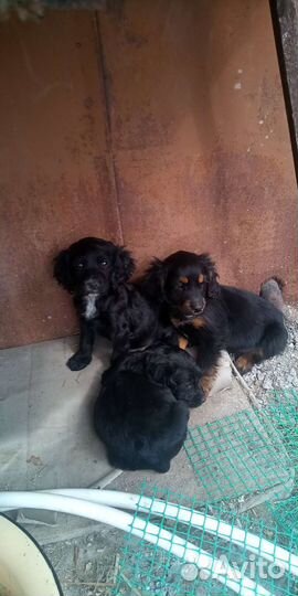 Продажа собак щенков
