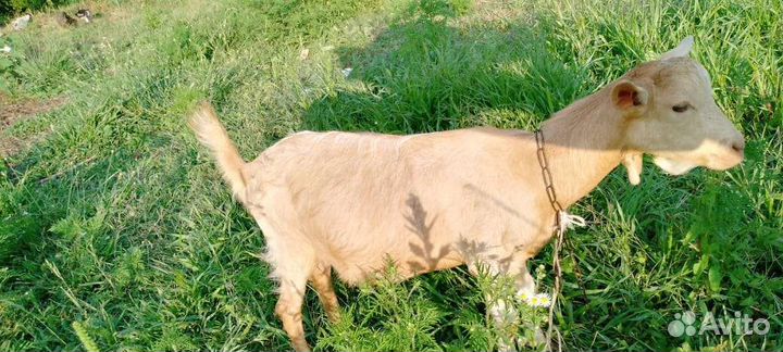 Зааненские козочки