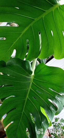 Кротон, диффенбахии, папоротник, адениум, алоэВера