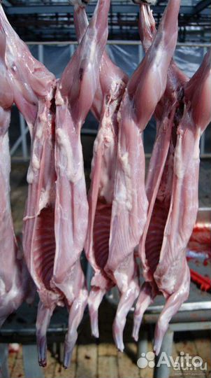 Мясо Кролик, бройлер, перепелка