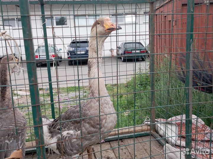 Холмогорские гуси