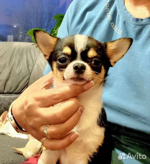 Чихуахуа кобель