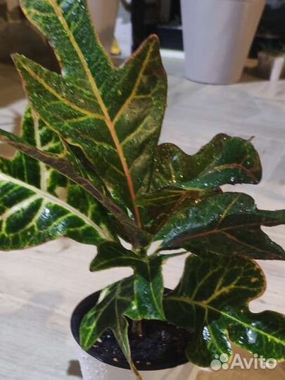 Кротон (кодиеум)