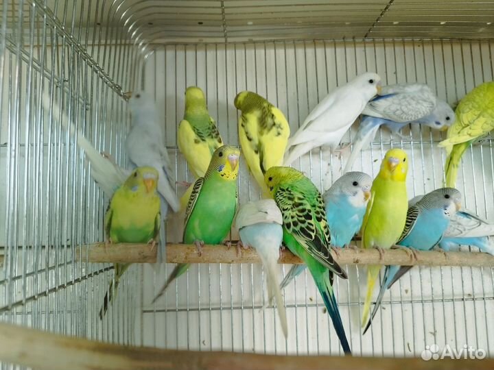 Птенцы волнистый попугай