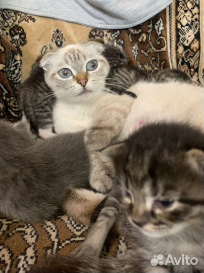 Вислоухие котята в добрые руки