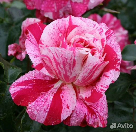 Роза плетистая Инес Систерс