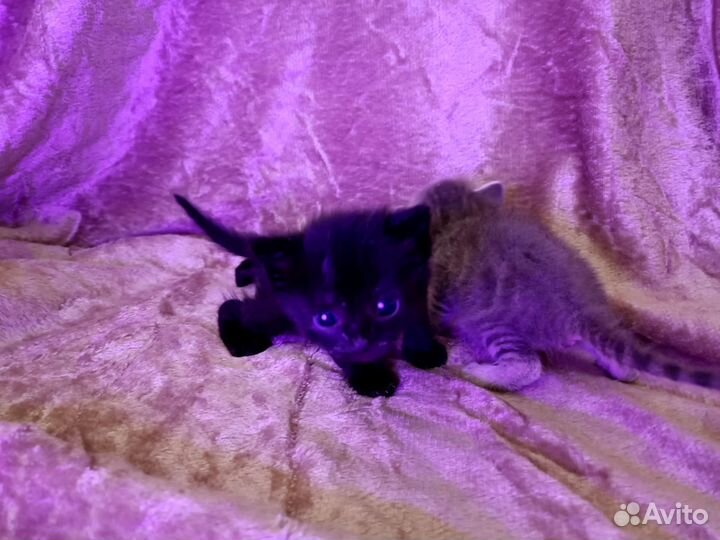 Милый котик в дар