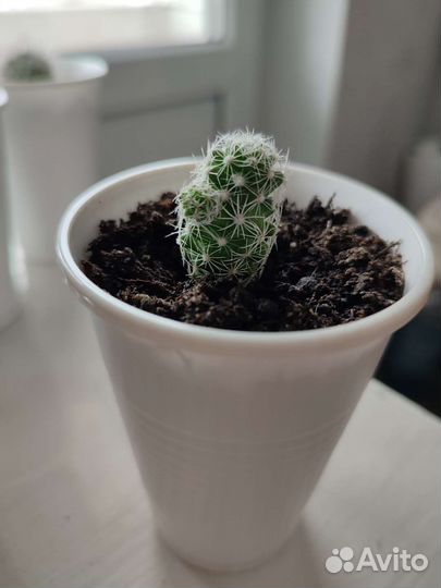 Кактусы и суккуленты