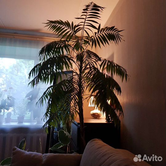 Пальма Хамедорея