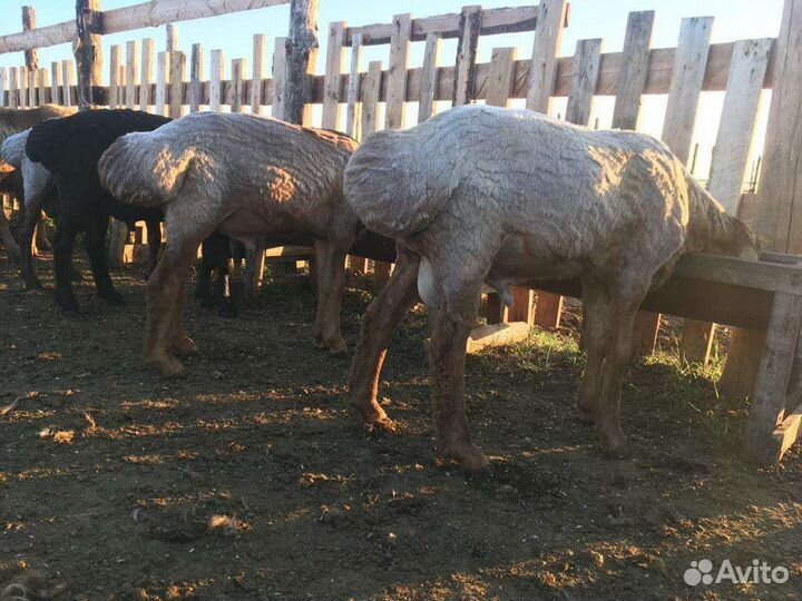 Курдючные бараны овцы