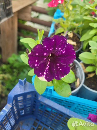 Петуния ампельная