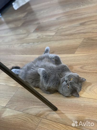 Котик в добрые руки