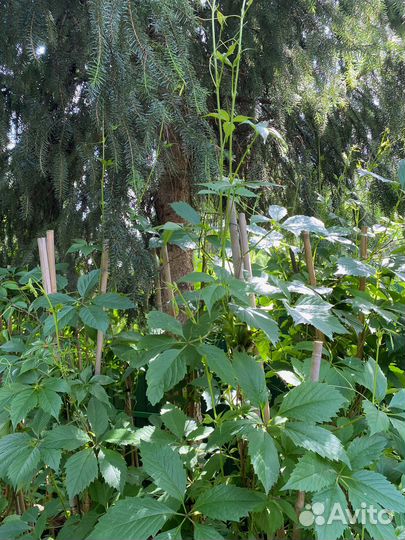 Новинка Девичий виноград 2 метра+ в горшках 18 л