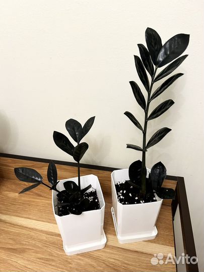 Замиокулькас черный ворон (zamioculcas raven)