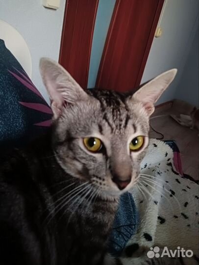 Продается котик Ориентал