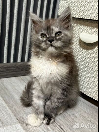 Котята мейн-кун