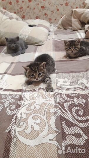 Котятки в добрые руки