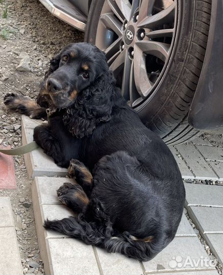 Кокер спаниель вязка