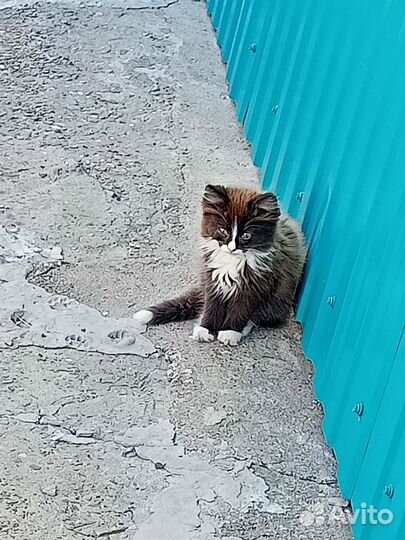 Домашние животные котята
