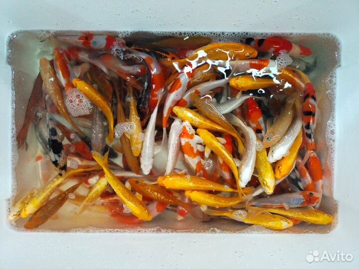 Рыба для пруда