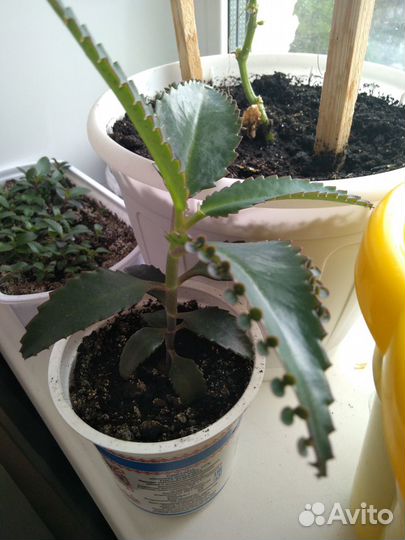 Продам цветы комнатные