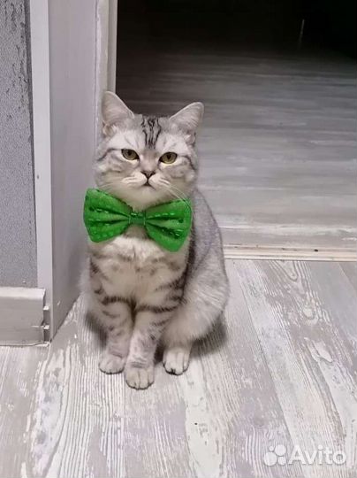 Шотландский кот вязка