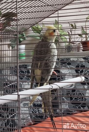 Птенцы нимфа- корелла и волнистые попугаи