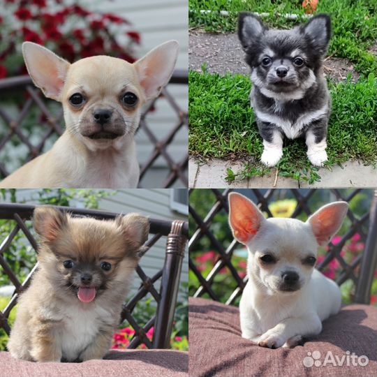 Щенки чихуахуа из Хэппи Бэнд