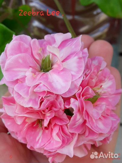 Zeebra Lee плющелистная пеларгония