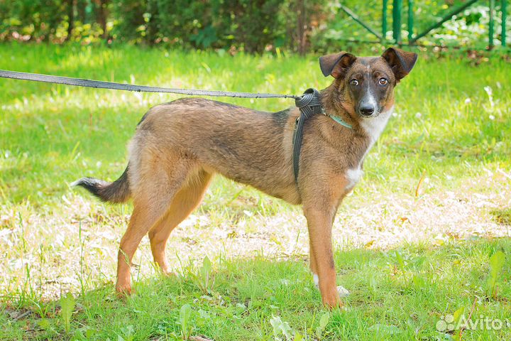 Щенок Поночка ищет дом