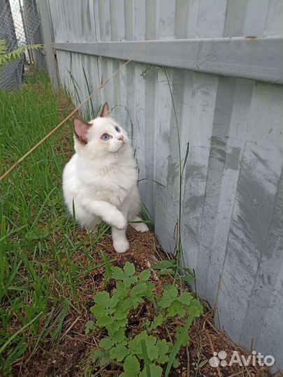 Кошечка Рэгдолл