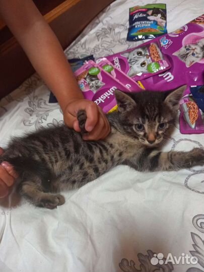 Кошка в дар бесплатно