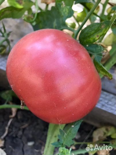 Семена советских сортов помидор