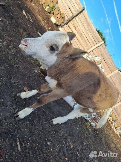 Телята бычки