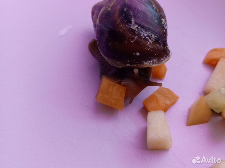 Улитки ахатины