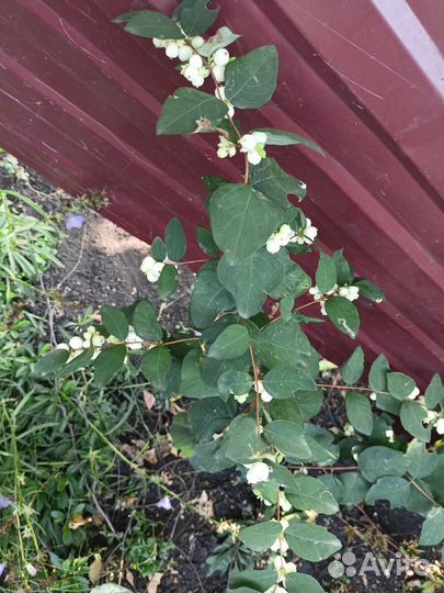 Снежноягодник, Девичий виноград