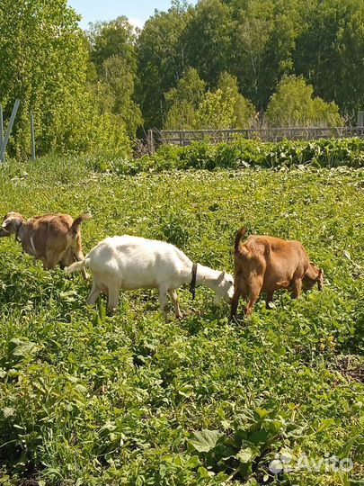 Коза дойная молочная