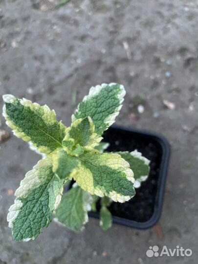 Мята экзотика ананасная вариегатная