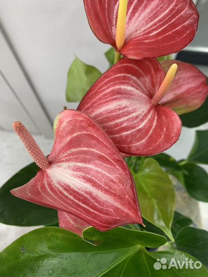 Антуриум сортовые