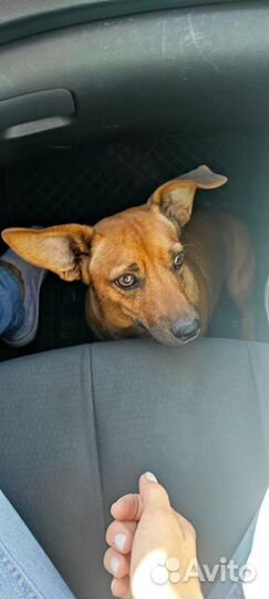 Собака в добрые руки