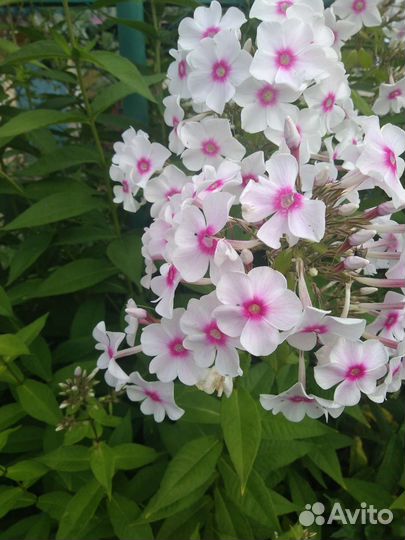 Хризантемы, флоксы