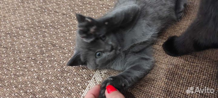 Британская